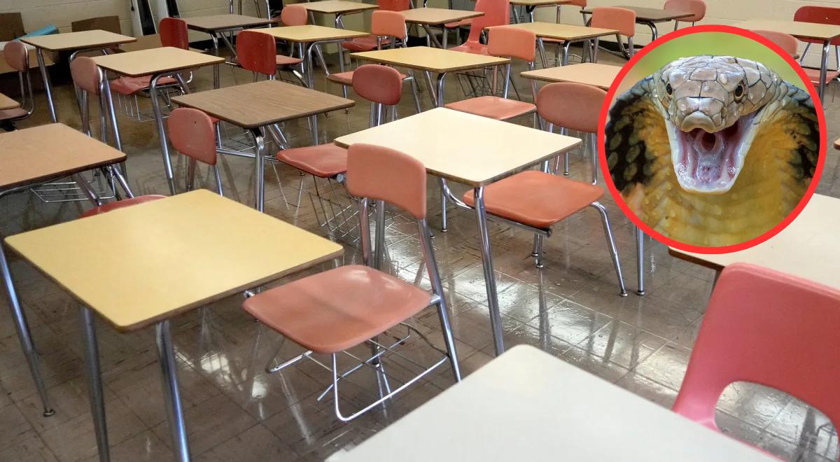 Maestra en Texas es denunciada por alimentar a una serpiente con un gatito vivo durante clase