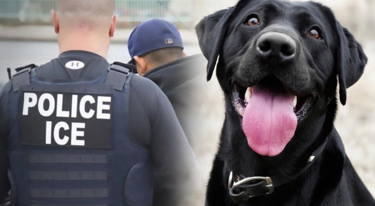 ¡INDIGNANTE! Agentes de ICE asesinaron al perro de una familia en Texas y luego huyeron de la escena