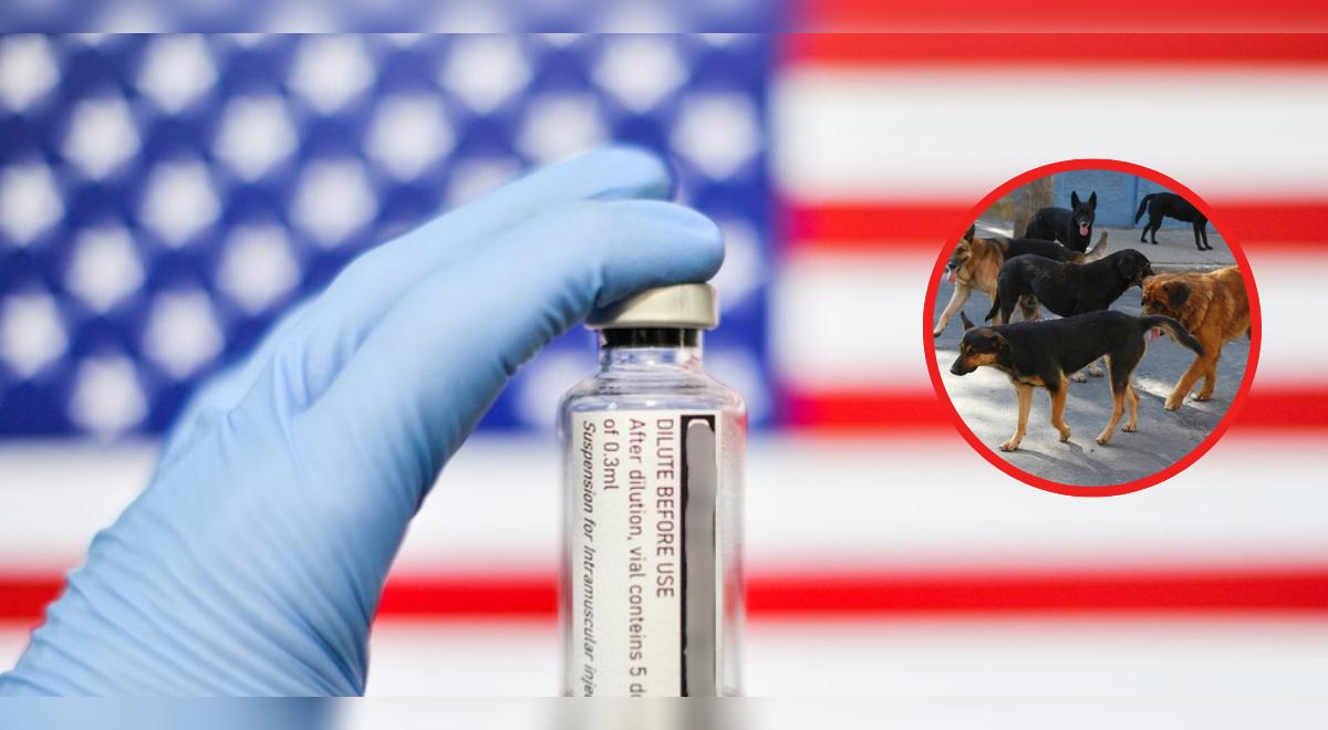 Estados Unidos se prepara: lanzarán vacunas contra la rabia desde el aire en ESTAS ZONAS estratégicas