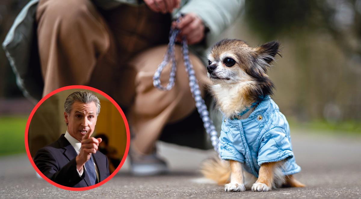 California impone REGLAS más ESTRICTAS para proteger a las mascotas y marca tendencia