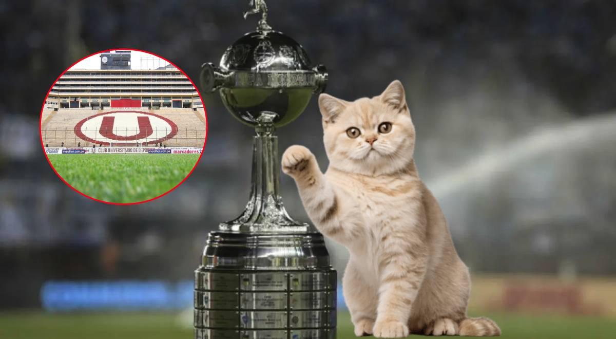 Gatos 'raptan' la Copa Libertadores e hinchas enloquecen en redes: 