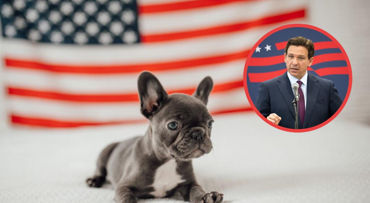 ATENCIÓN Florida: Ron DeSantis firma nueva ley que cambiará el destino de las mascotas desde 2026