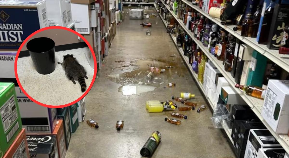 CAOS inesperado: mapache ebrio destroza una licorería y acaba desmayado en el baño