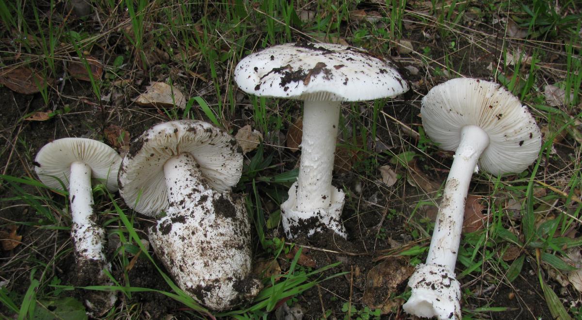 ALERTA sanitaria en California: detectan hongo MORTAL en expansión tras más de 20 contagios confirmados