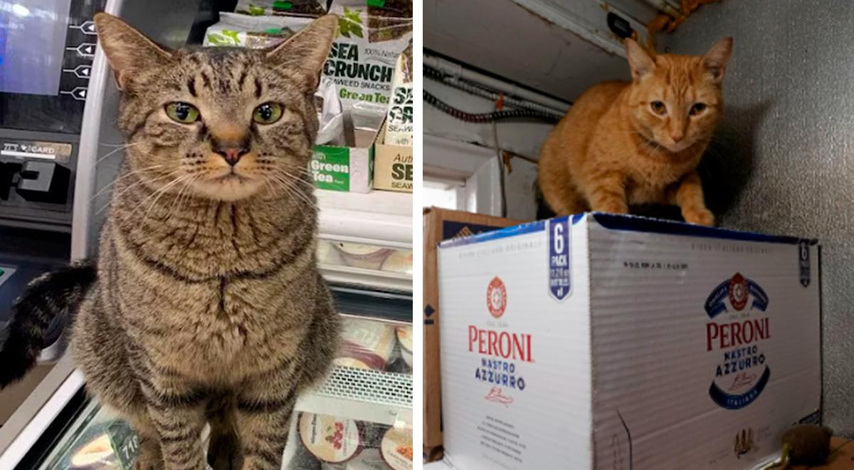 Nueva York: permitirán la presencia de gatos en tiendas con NORMAS de salud y seguridad para ellos