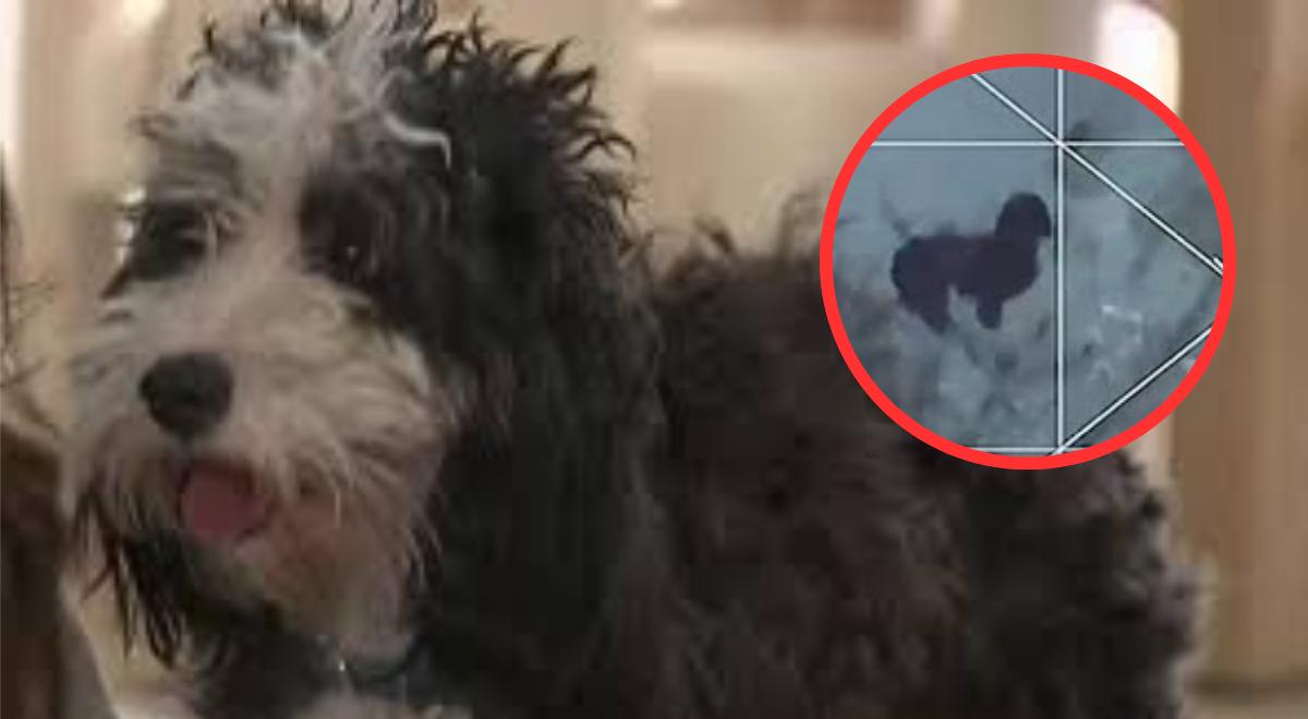 Milagro bajo la nieve en Estados Unidos: perro se pierde en plena tormenta invernal y es hallado con drones