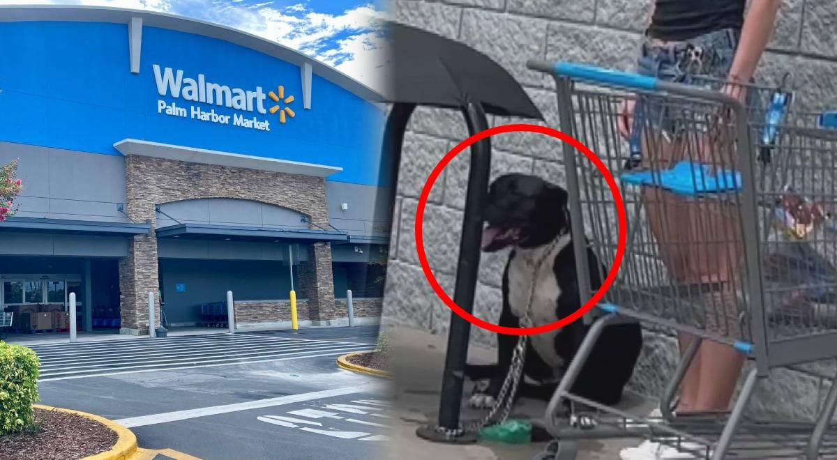 ALERTA MÁXIMA en un Walmart de Palm Harbor: ATAQUE ENTRE PERROS deja cinco personas heridas, ¿qué pasará con los animales?