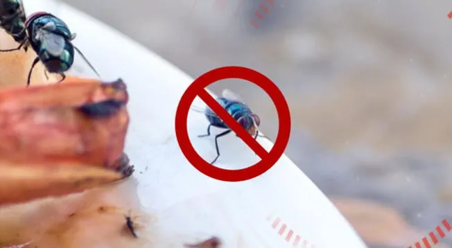 Cuál es el truco casero con agua que te ayudará a eliminar las moscas