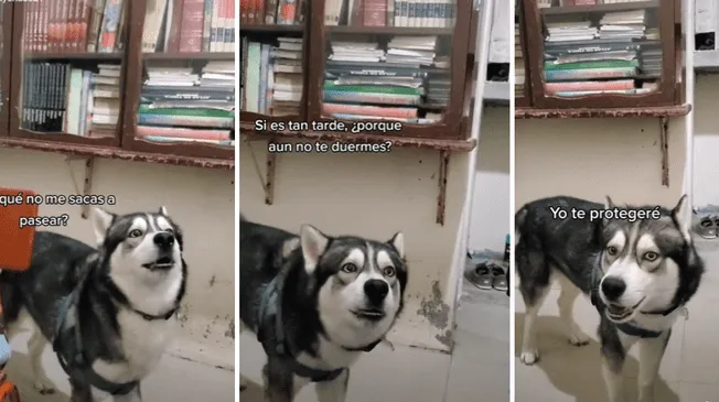 Tiktok Perrito Tiene Acalorada Discusi N Con Su Due O Y Redes Estallan