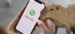 Te enseñamos cómo activar el 'Modo Capibara' para WhatsApp totalmente GRATIS y en sencillos pasos