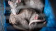 Significado del sueño: ¿Qué significa soñar con muchas ratas?