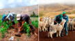 Bono Sequía: el subsidio que te dará S/266 por alpaca y S/800 por hectárea