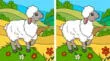 Intenta encontrar las 3 diferencias en la oveja en solo 7 segundos.