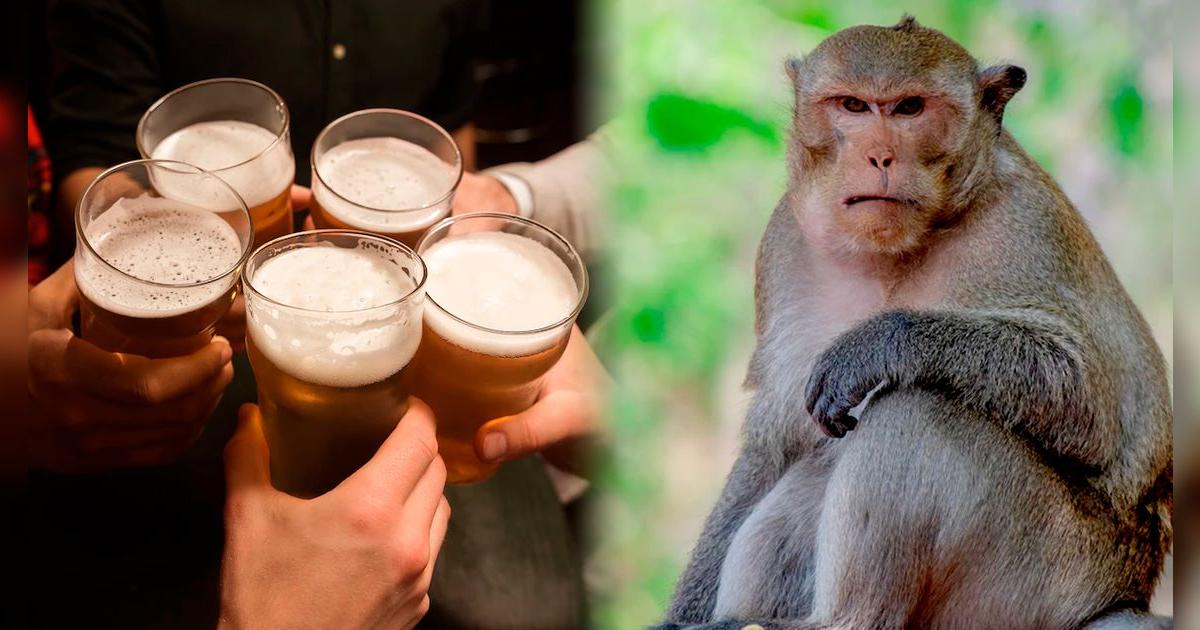 ¿Por qué a los humanos nos gusta el alcohol y qué es la hipótesis del