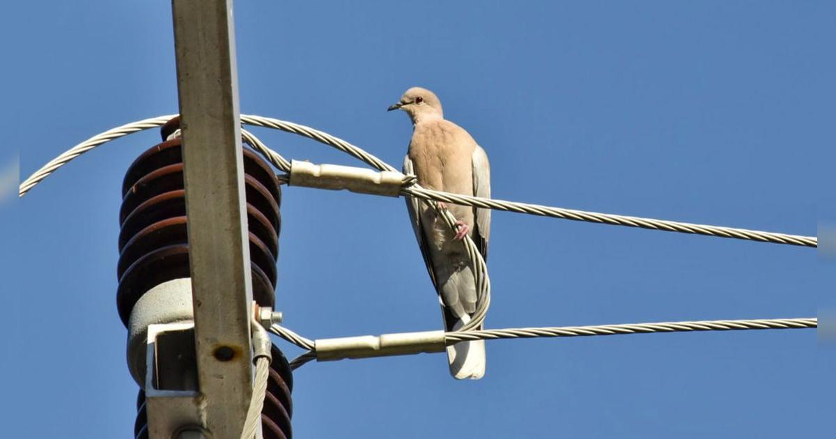 ¿Por qué las palomas se paran en los cables de luz?