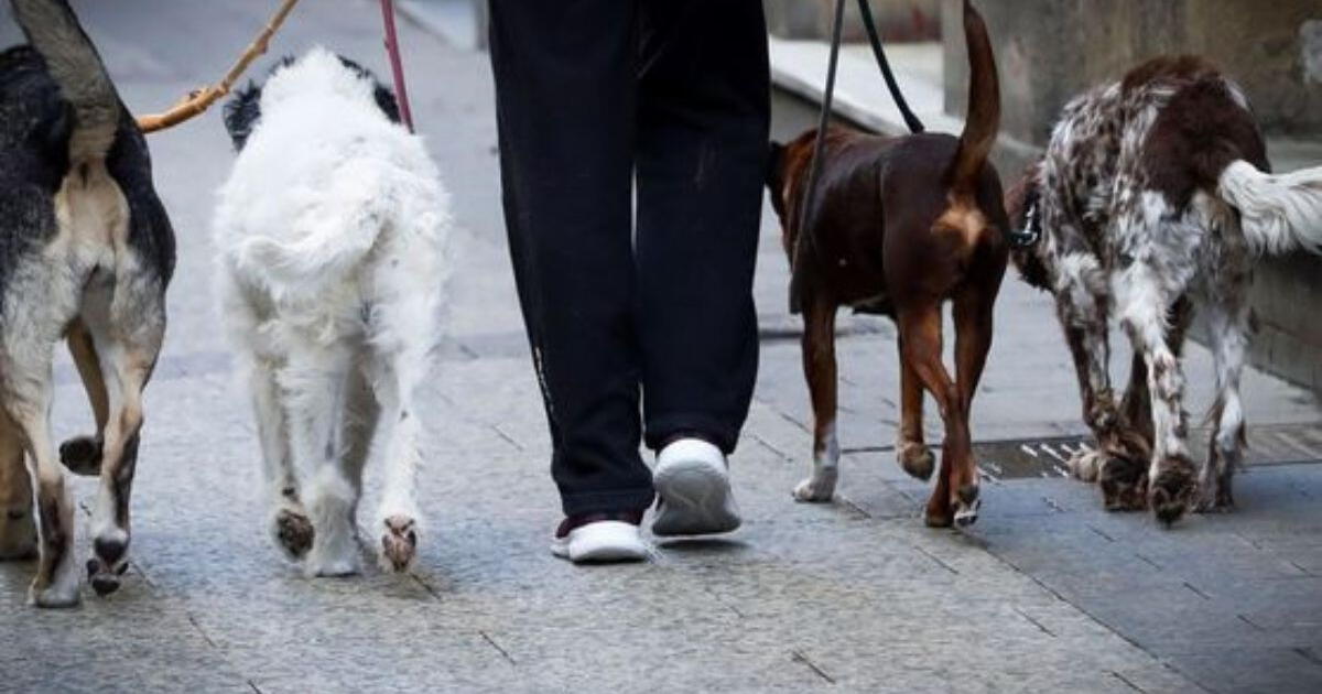 cuánto tiempo pasean los paseadores de perros