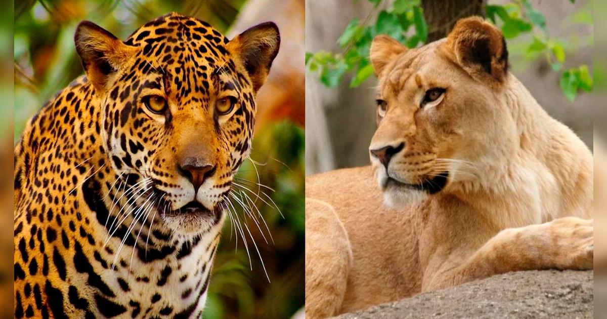 Conoce al 'jaglión’, el aterrador híbrido que nació del cruce de un jaguar y una leona