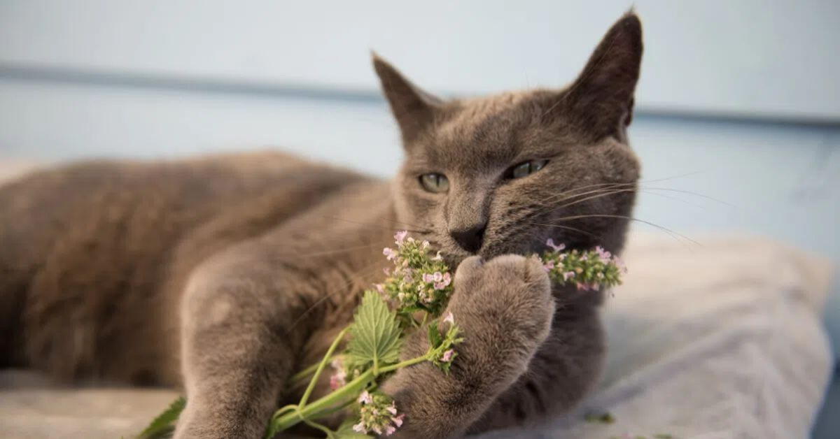 Qué es el catnip? Descubre sus beneficios para tu gato y sigue