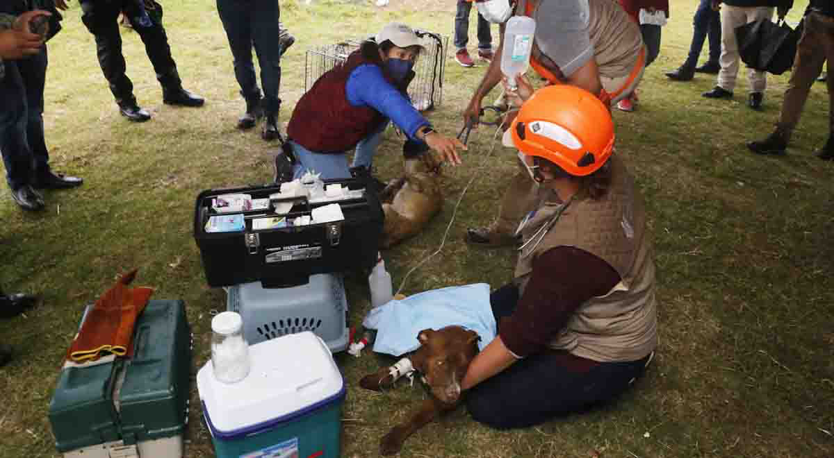 Después de 72 horas, rescatan a perritos de socavón en Puebla FOTOS y VIDEOS Después de 72 horas, rescatan a perritos de socavón en Puebla FOTOS y VIDEOS