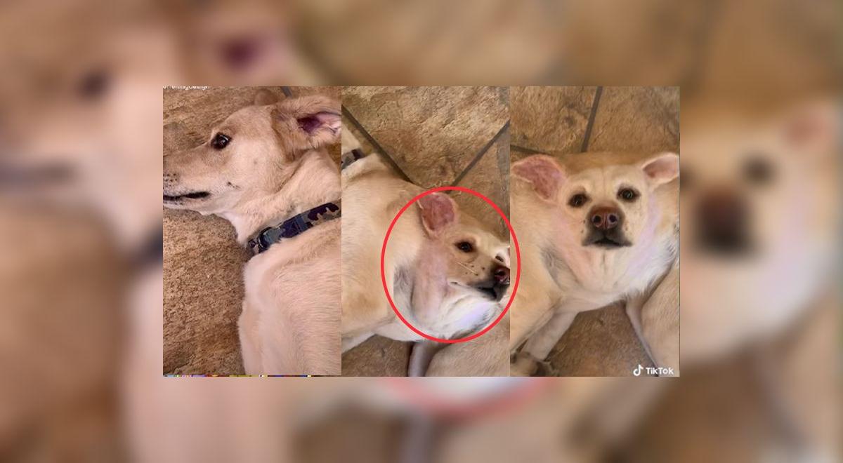 Perro con 'dos cabezas' deja en 'shock' a usuarios de TikTok VIDEO