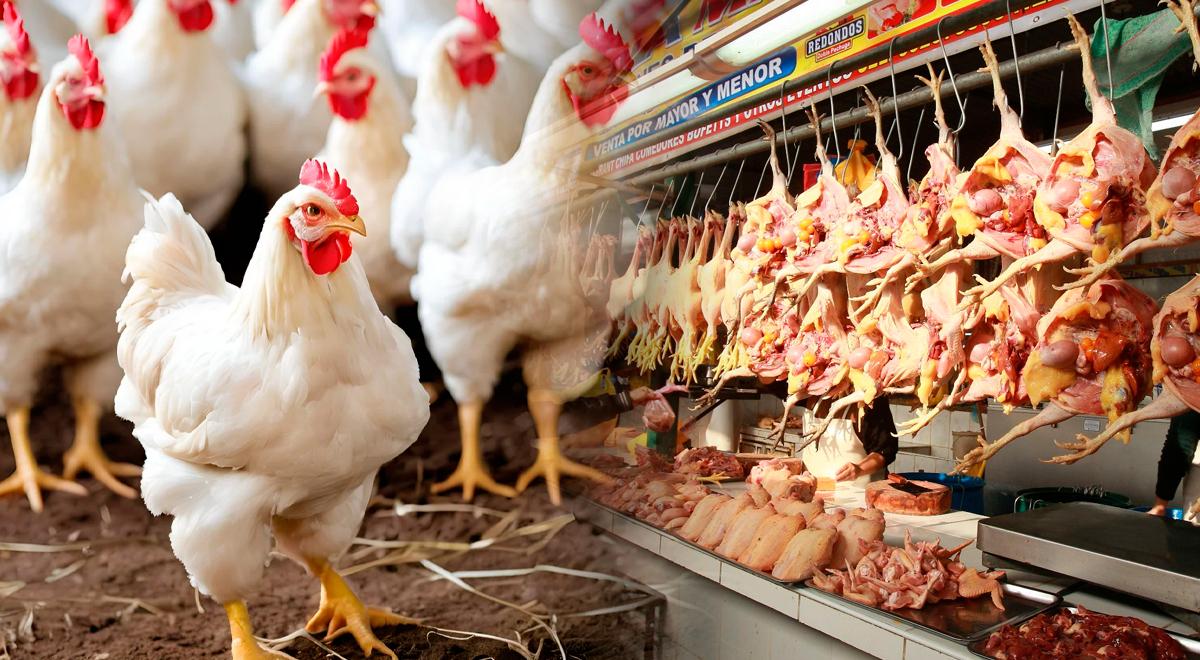 Peru Declares Health Emergency After Avian Flu Outbreak in Lima