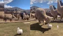 TikTok: familia de alpacas 'adoptan' juguete pensando que era un bebé real