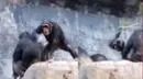 ¡Furioso! Chimpancé castiga a su hijo por tirar piedras a turistas - VIDEO
