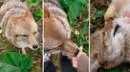 ¡No es un perrito! Tierno coyote sorprende al dejarse acariciar por humanos - VIDEO