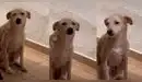 TikTok: Perrita conmueve por su tierna cara de arrepentimiento cuando su dueña la regaña