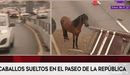 Caballos invaden la Vía Expresa tras escaparse de la carrosa que los trasladaba - VIDEO