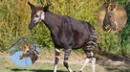 ¿Un animal mitad cebra, mitad jirafa? Conoce donde vive el Okapi, esta extraña especie