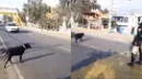 Lo más tierno que verás HOY: policía detiene el tránsito para que perrito cruce
