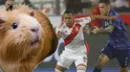 'Cuy vidente' lanza predicción del Perú vs. Argentina y deja en 'shock a todos'
