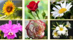 ¿Cuál de las flores es tu preferida? Conoce qué cualidad resalta en ti con solo elegir una