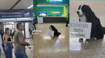 Perrito espera a su dueño y se vuelve viral.
