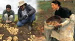 La papa peruana comenzó a ser cultivada masivamente en Europa desde inicios del siglo XVIII.