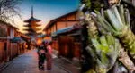 La planta japonesa que cuesta más 150 dólares.
