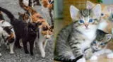¿Crees saber todo sobre tu gato?: Conócelo mejor según el color de su pelo