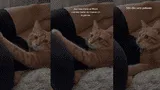 TikTok: Gatito reacciona a patada de un bebé y enternece a miles de usuarios