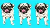 Reto visual EXTREMO que solo el 5% resolvió: ¿Dónde está el 'Pug' diferente?