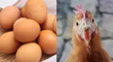 ¿El huevo o la gallina? Te contamos qué fue primero