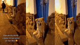 TikTok: Blanca, la perrita que saluda a turistas y pobladores en Cusco