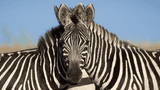Ilusión óptica: ¿Cuál de las cebras mira al frente?