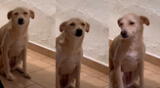 ¡Qué ternura! Una perrita muestra cara de arrepentimiento tras regaño de su dueña.