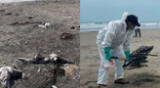 Gripe Aviar en Perú: Se registra muerte de más de 13,000 aves marinas por influenza