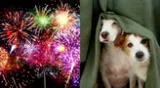 Consejos para cuidar a tu mascota ante los fuegos artificiales.