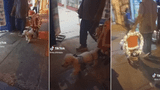 Perrito conquista a TikTok con tierno traje navideño