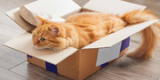 Conoce por qué los gatos aman las cajas y se sienten como en su hábitat.