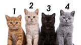 Test de personalidad: Elije el gato que más te guste y descubre tu verdadero carácter