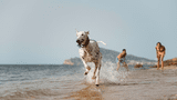 Tu perro puede pasar un gran momento en la playa si sigues estos consejos